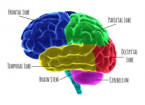 Human brain parts highlighted with clipping path