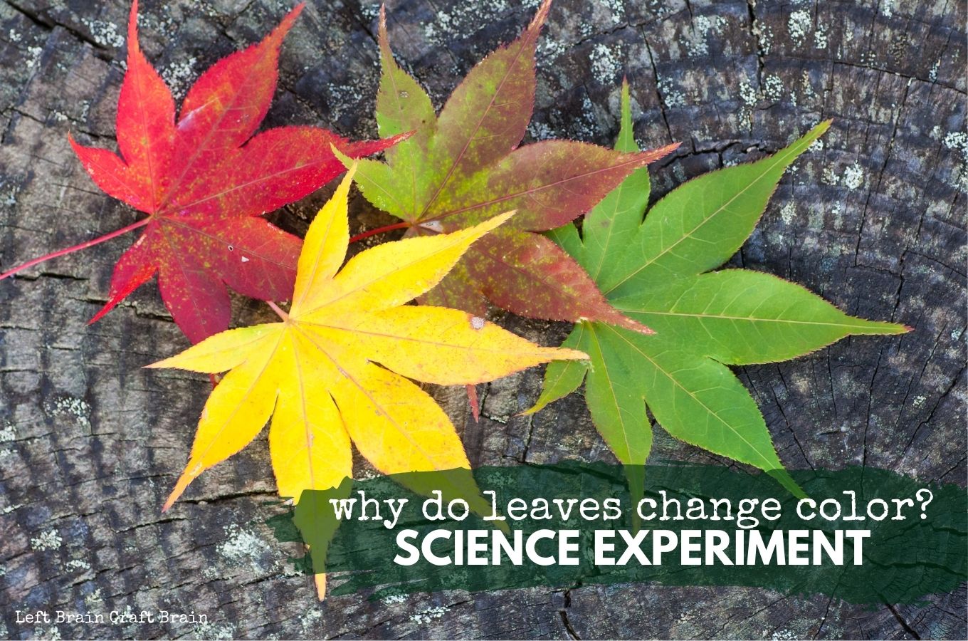 Why Do Leaves Change Color Science Experiment 1360x900