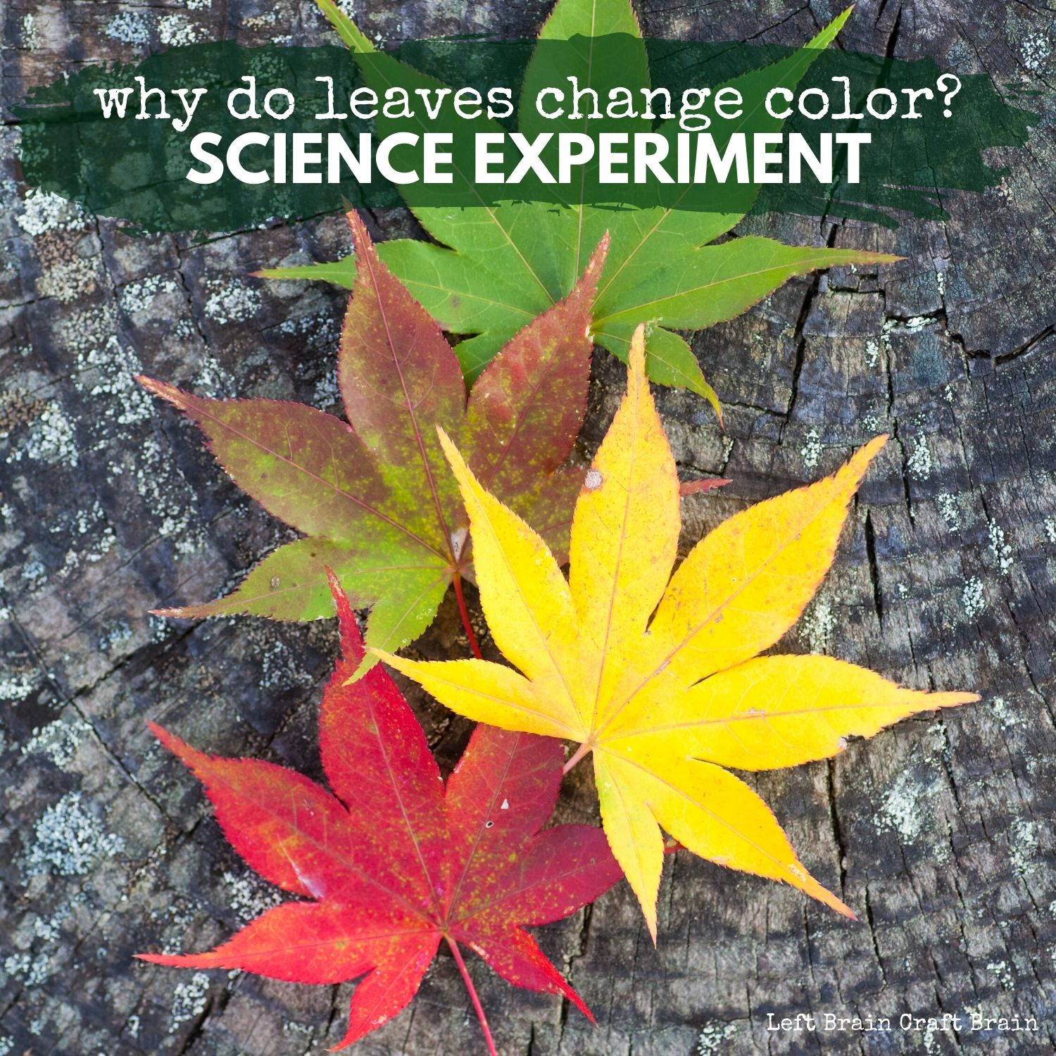 Why-Do-Leaves-Change-Color-Science-Experiment