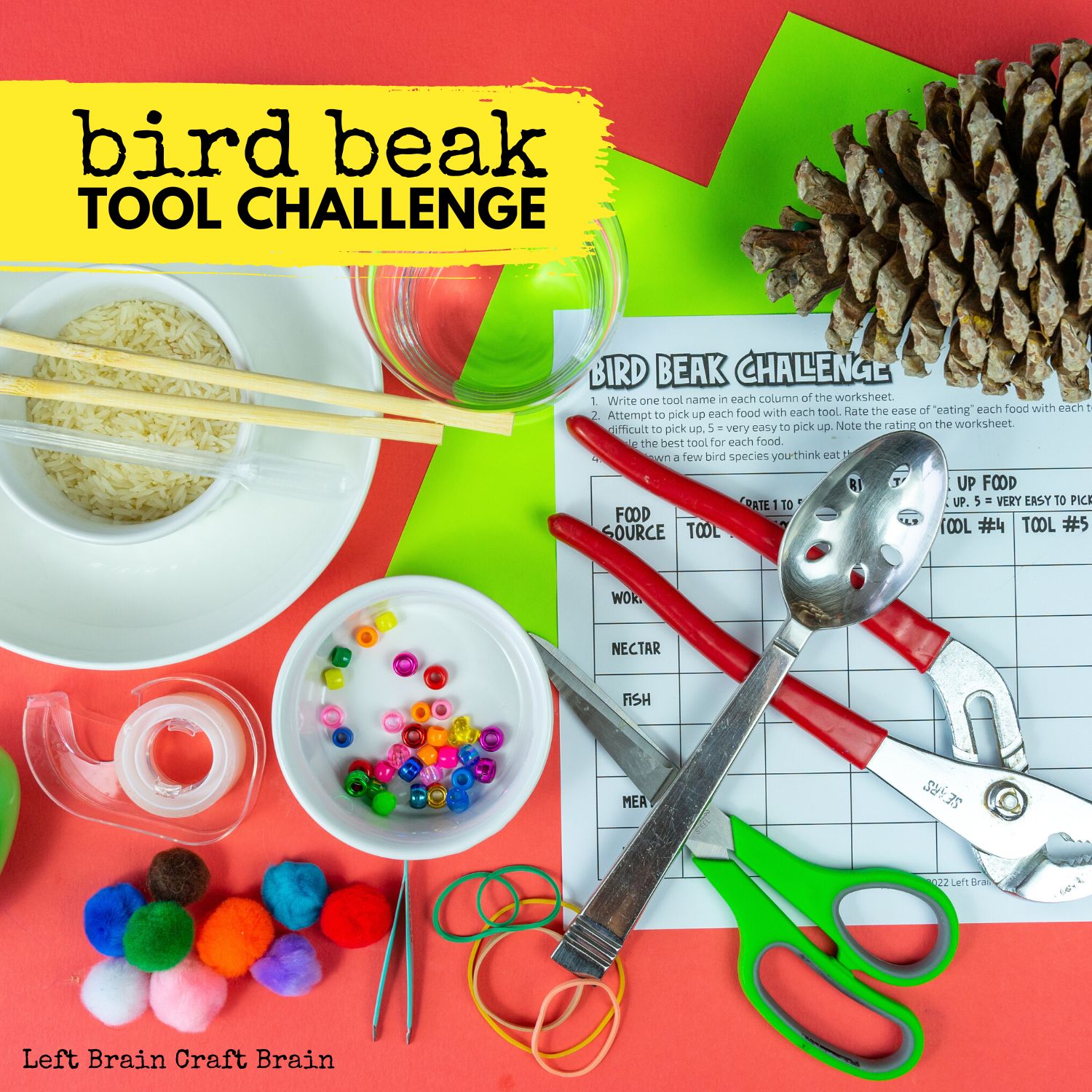Bird Beak Tool Challenge Adaptation Experiment 1500x1500