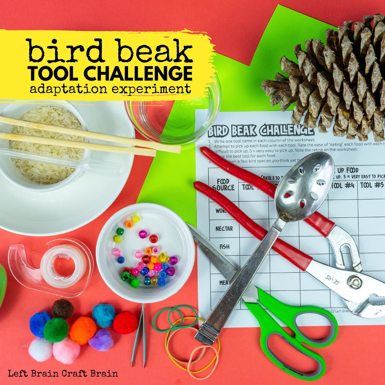Learn how animals adapt to their environment with this hands-on Bird Beak Tool Challenge adaptation experiment.